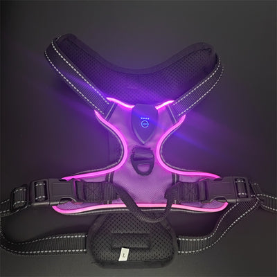 LED Night Walking Dog