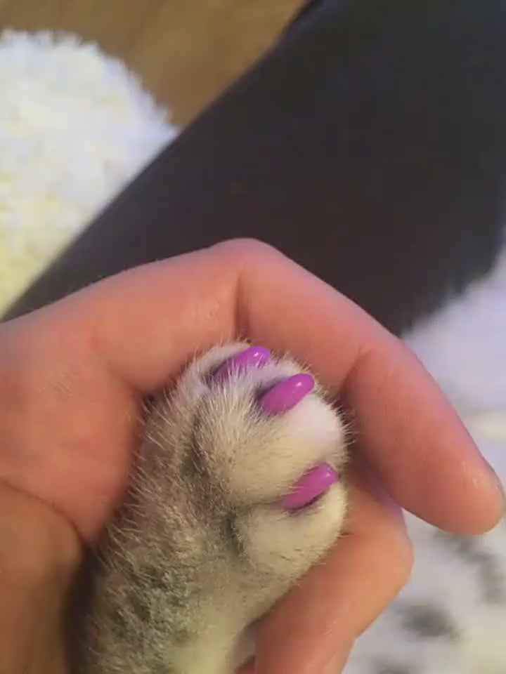 Anti-scratch Cat Nail Caps